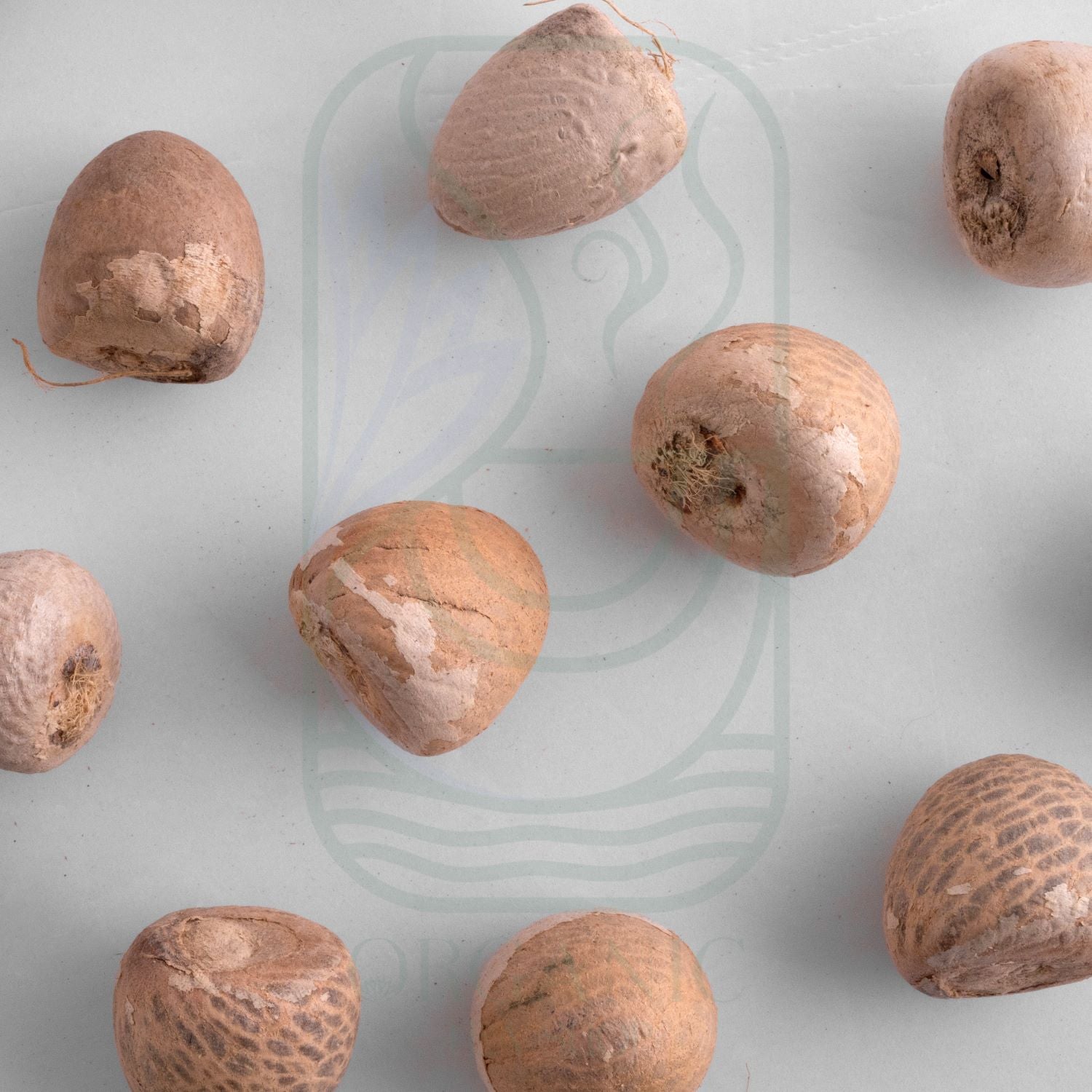 Betal Nut