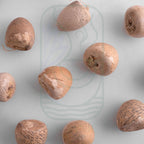 Dried betel nut areca catechu whole areca nuts