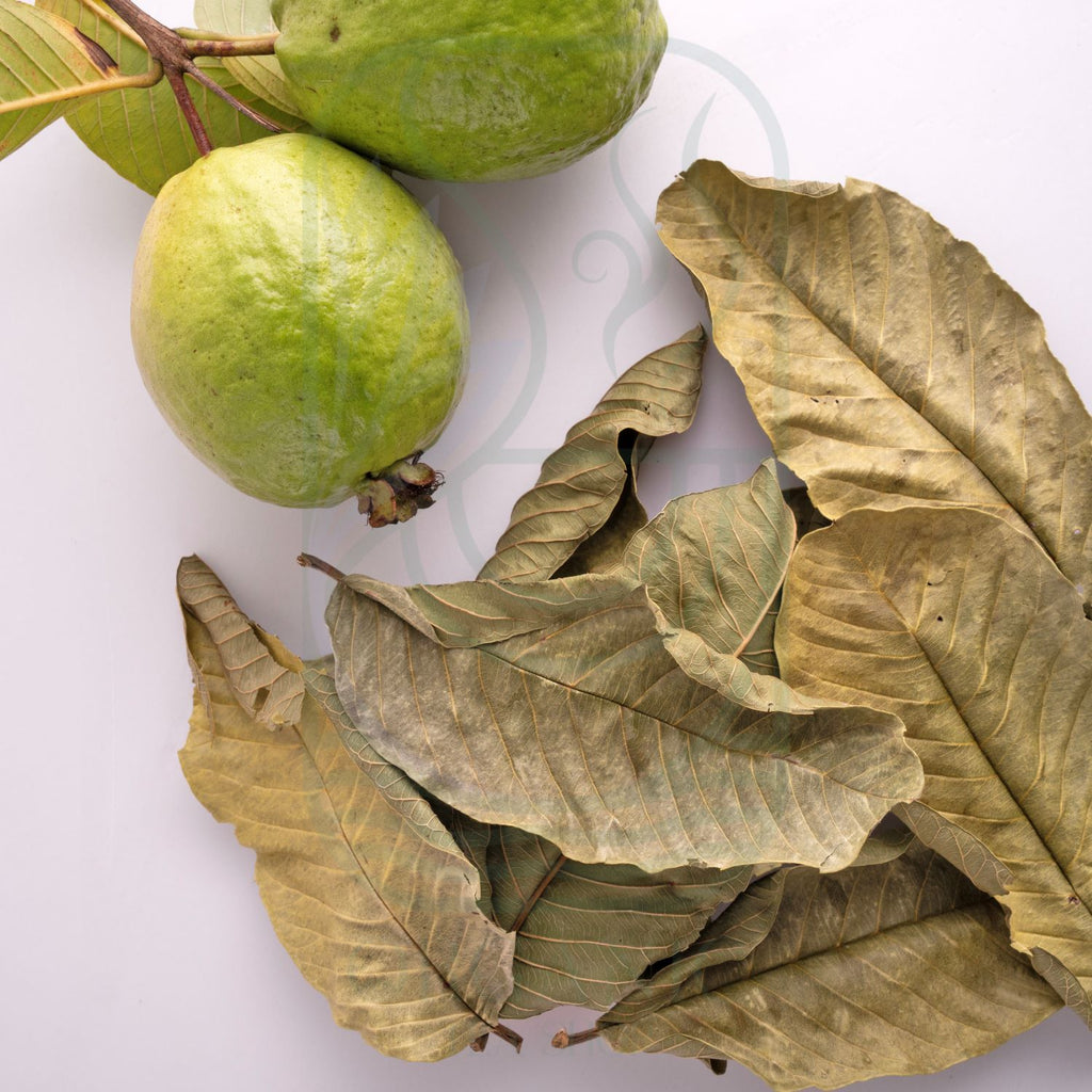 Dried Guava Leaves (Psidium guajava) – Premium Leaves from Sri Lanka