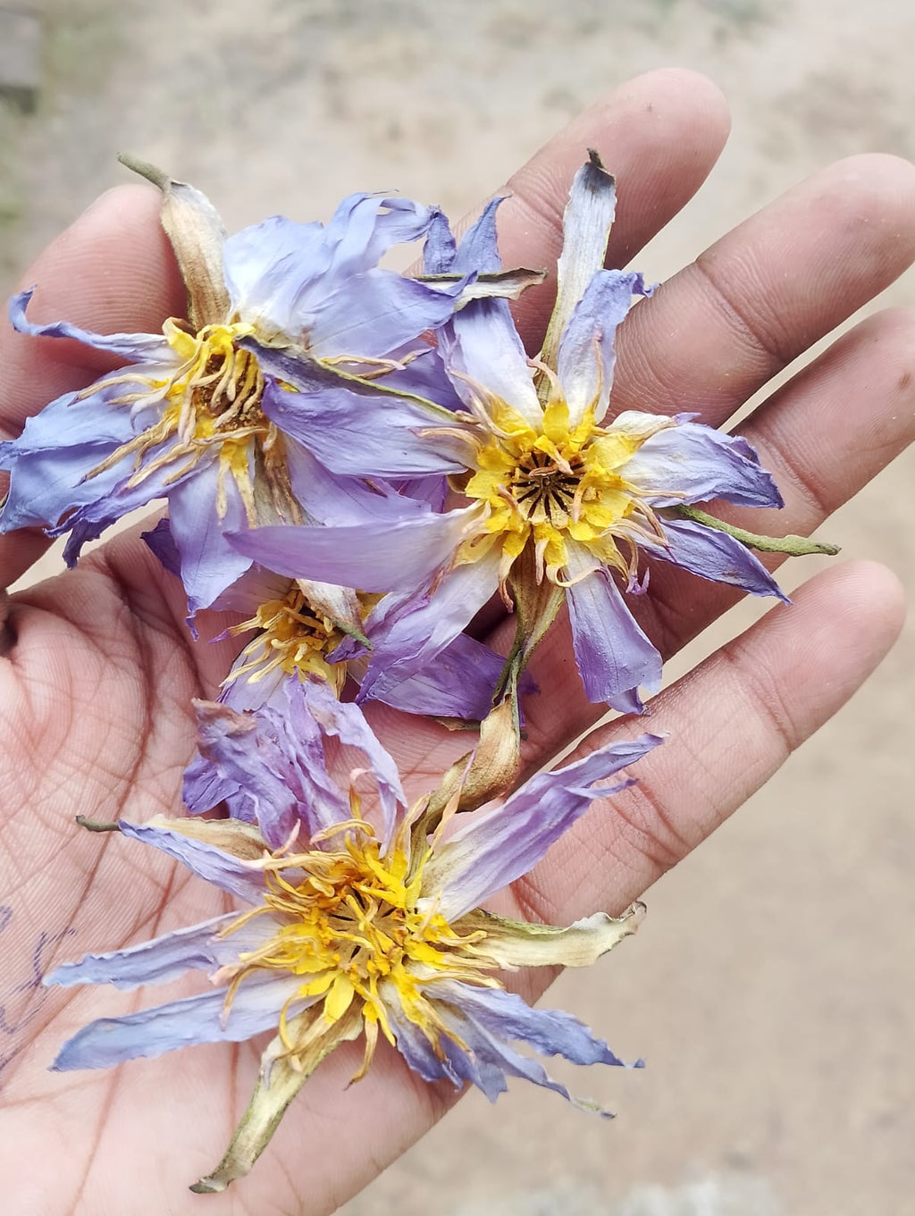 Egyptian Blue Lotus Authentic (Nymphaea Caerulea)
