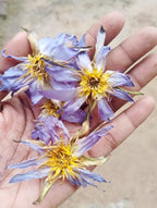 Egyptian Blue Lotus Authentic (Nymphaea Caerulea)