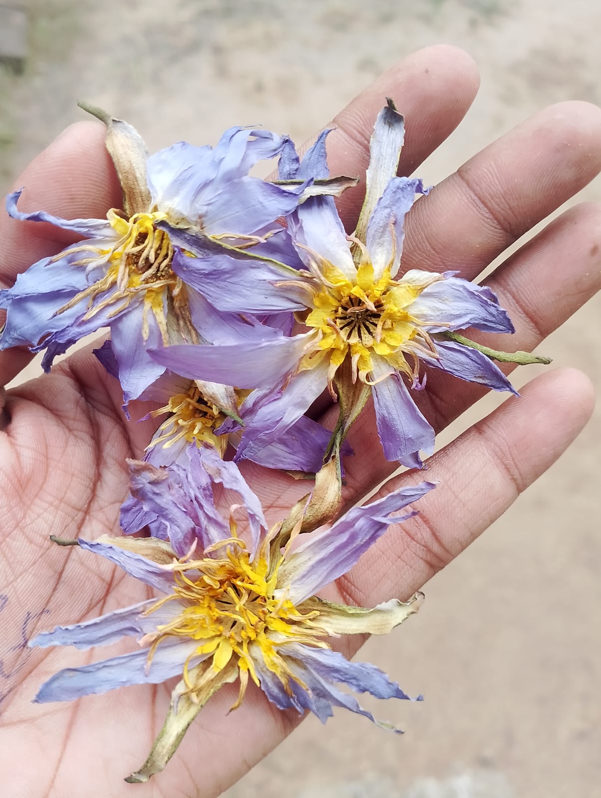 Egyptian Blue Lotus Authentic (Nymphaea Caerulea)