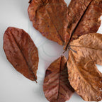 Premium Indian Almond Leaves (Catappa Leaves) for shrimp, betta, and blackwater aquariums