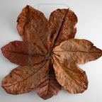Natural Indian Almond Leaves for aquariums