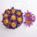 Whole Dried Blue Lotus Flowers from Sri Lanka