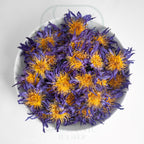 Natural Dried Blue Lotus Flowers for Herbal Tea and Infusions